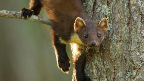 A pine marten is climbing from a branch on a tree. It has brown fur and black eyes. It is looking ahead.
