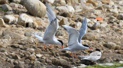 common terns