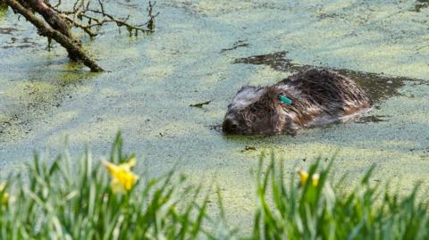 A beaver swimming and partially submerged in a body of water covered in green algae. The beaver's ear has a green tag on it. There are branches in the water and long grass and yellow daffodils in the foreground, but out of focus.