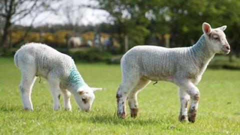 Two lambs in a field.