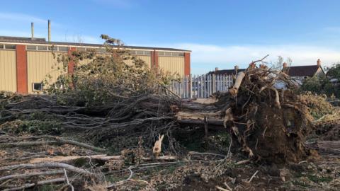 Greencore Factory site in Evercreech. A chopped down tree is on the ground, in front of a metal fence. Buildings can be seen in the distance.