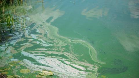 Blooms of blue-green algae can be seen in water and there are water lilies floating on the top