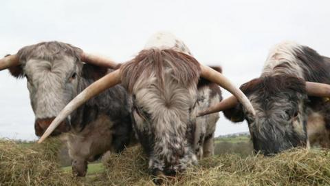 Three long-horned cattle standing grazing hay in a field.