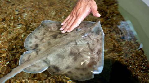 Aquarium touch pool - hand touching ray 