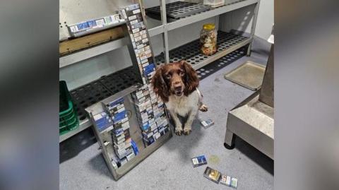A brown-and-white police dog sitting next to a stack of illegal cigarettes in what looks like an industrial kitchen unit.