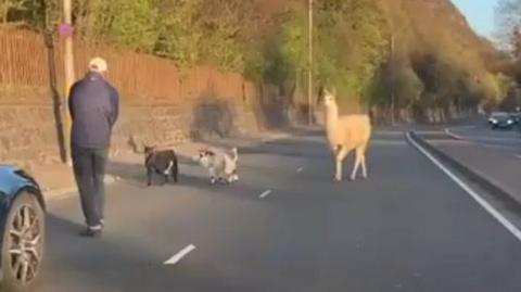 Man trying to catch two goats and a llama loose on a road as cars approach in the distance