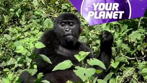 A gorilla and the Your Planet logo