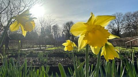 A close up of some daffodils in bloom with bright sunshine in the grey-blue sky behind
