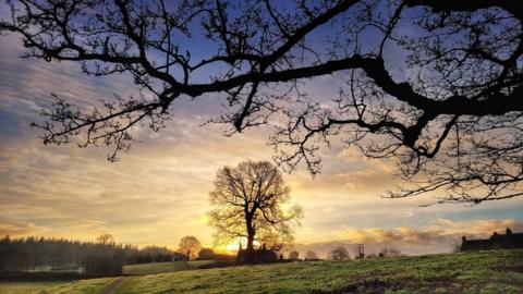 A back-lit tree in a field as the sun rises behind and burst through the clouds