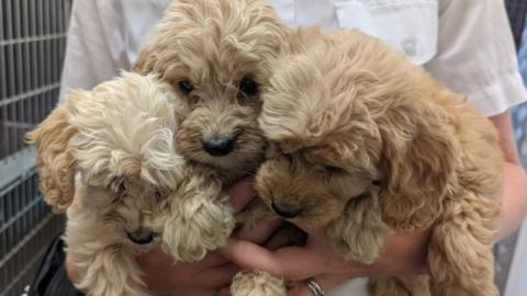 Three of the abandoned puppies