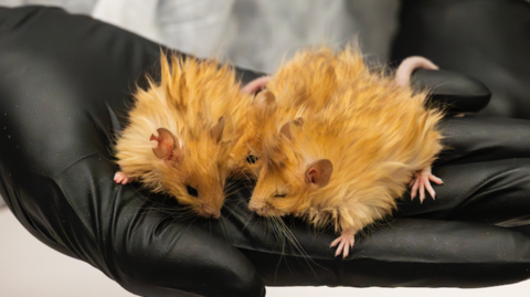 Three fluffy mice sitting on a scientist's black-gloved hand