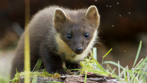 A pine marten stands on top of a log in an area of grassland. It has brown fur with black eyes and a black nose.