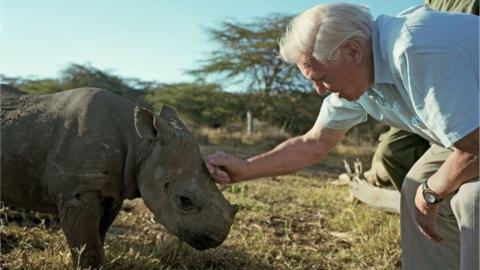 David Attenborough petting a baby rhino