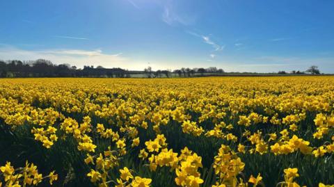 A field full of bright yellow daffodils as far as the eye can see. Some trees make the horizon in the distance. The sky is blue.