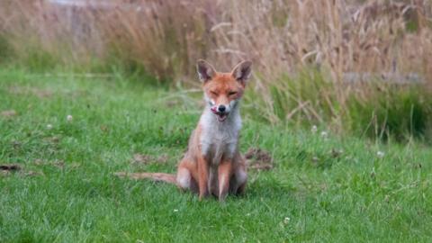 A fox, which is mainly orange in colour with a white chest, staring right at the camera. The fox has its mouth open and its tounge hanging out by the left of its face. Its right eye is closed, but its left eye is partially open, giving the impression it is winking. It is sitting on its hind legs on a patch of green grass with brown reeds behind it