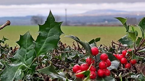 A close-up of holly leaves and berries, with a field behind, and in the distance a hillside.