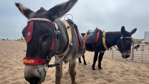 Two donkeys on Skegness beach. One has its nose close to the camera. They are wearing harnesses and saddles.