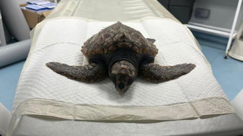 A picture of a loggerhead turtle that washed up on the beach. It is laid on a table in a vet room.