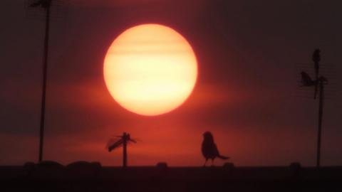 Orange-yellow coloured sun with silouttes of birds and tv aerials in foreground