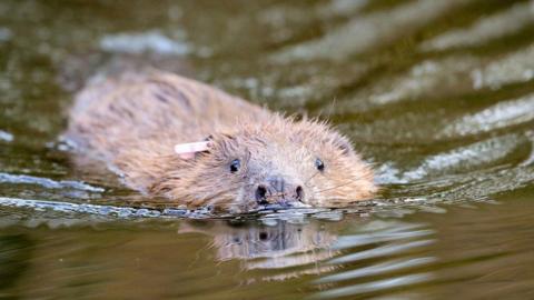 Beaver swimming