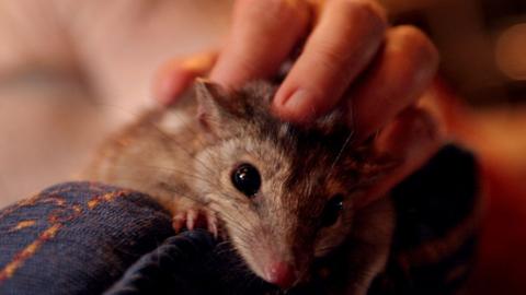 Breeder Trish Mason with a northern quoll she has raised at her Darwin home