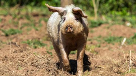 A small pig stands in a muddy field, facing the camera with dirt on its snout and ears perked up. The background shows a green, leafy outdoor setting with soft sunlight filtering through trees.
