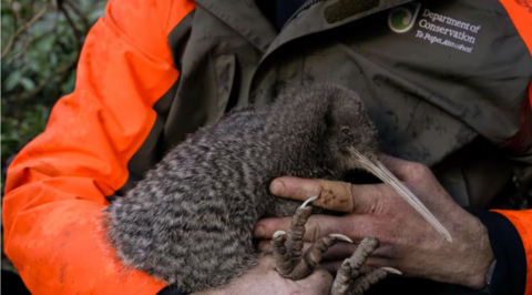 Dwarf Kiwi in hands of conservationist