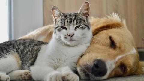 A grey-and-white tabby cat sits close to a light‑coloured dog lying on the floor, with the dog's head resting against the cat. Both animals are in a brightly lit indoor setting.