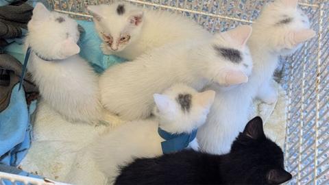 The kittens huddling together on a blanket in a cage, five are white with grey patches on their heads and one is black.