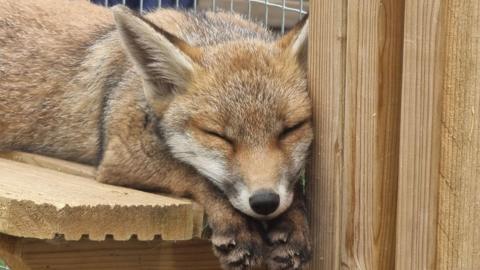 A fox is pictured at the Sompting Wildlife Rescue. The fox is sleeping on a wooden bench.