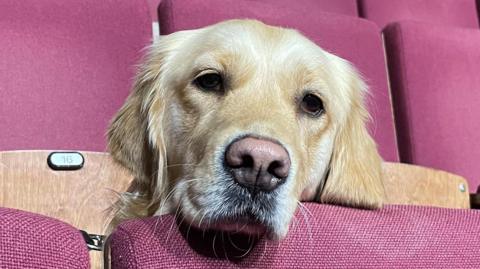 A guide dog puppy sitting in Norwich Theatre Royal with its head rested on one of the seats.