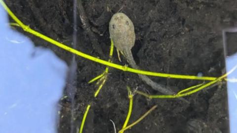 A tadpole is seen in some water.
