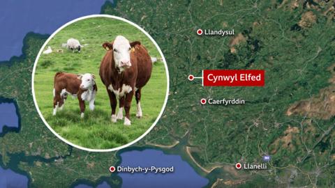 Cynwyl Elfed / Gwartheg