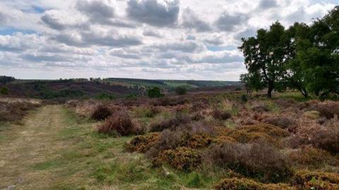 A rural landscape with a grassy path through vegetation, and rolling countryside in the distance.