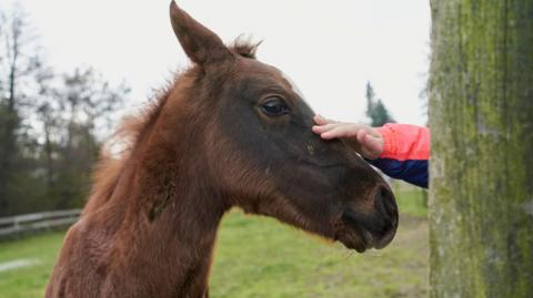 Brown pony being stroked by a young child
