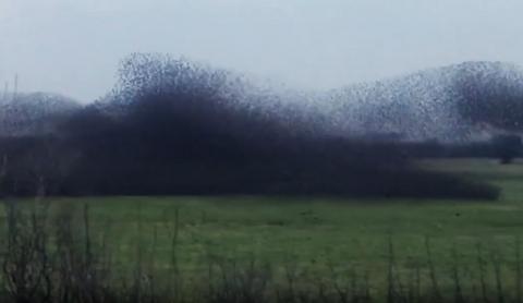 A swarm of Starlings moving as a large group together close to the ground on the Somerset Levels