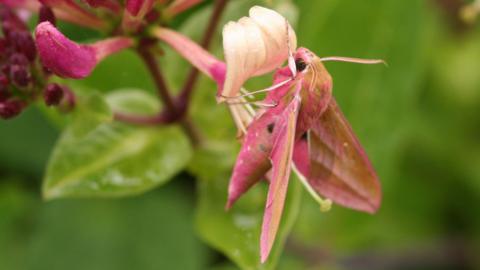 A large pink elephant hawk moth drinking nectar from a flower. The moth is covered mostly pink but has light brown patches.