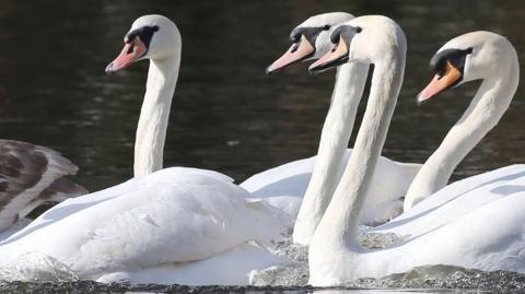 A group of mute swans on water. There are four heads and necks in the picture and other swans' bodies.