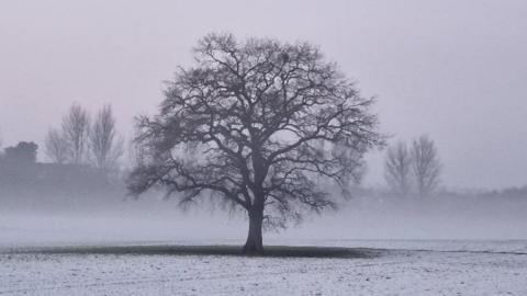 A bare tree standing in a misty field with snow on the ground.