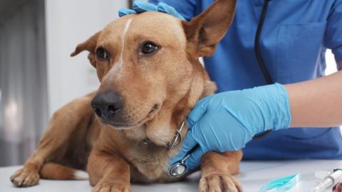 Dog being treated by vet