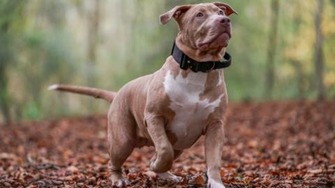 American XL Bully 