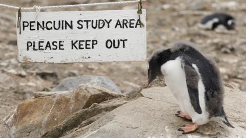 A sign reading "penguin study area please keep out" next to a penguin