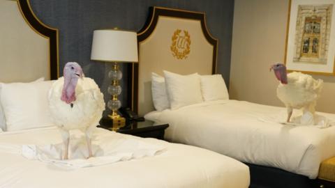 Two turkeys standing on beds in a hotel suite