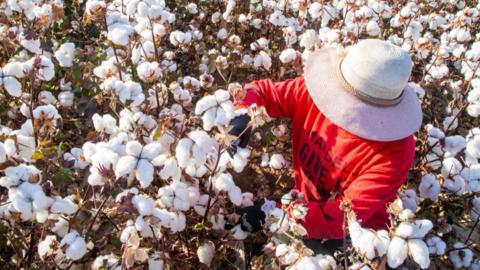 Cotton production in Xinjiang