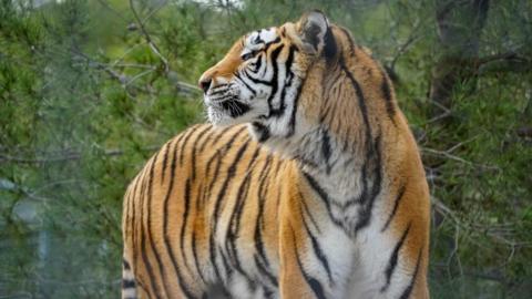 A close up of Aqua shows him looking off to the left of the image. A dense wooded area can be seen behind him. 