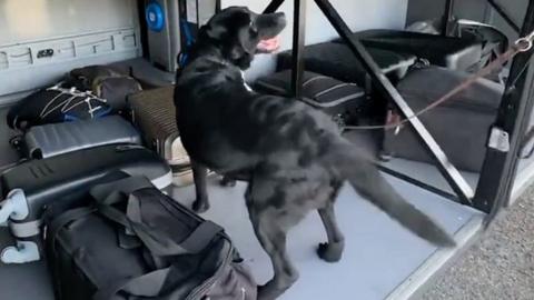 Cash-detecting dog in luggage storage area on bus