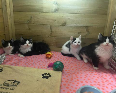 Four black and white fluffy kittens in a wooden box sat on a pink and orange polka dot mat with some toys.