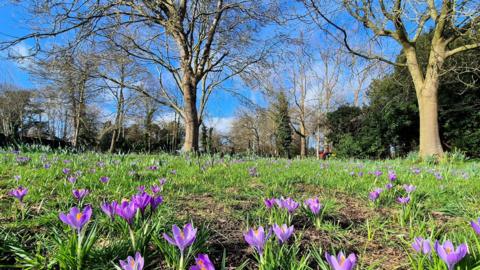 Sunny late February day with trees in the background and crocuses in the foreground in Lowestoft, Suffolk