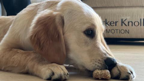A golden labrador with a treat in his mouth on the ground.