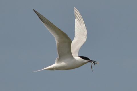 Sandwich Tern